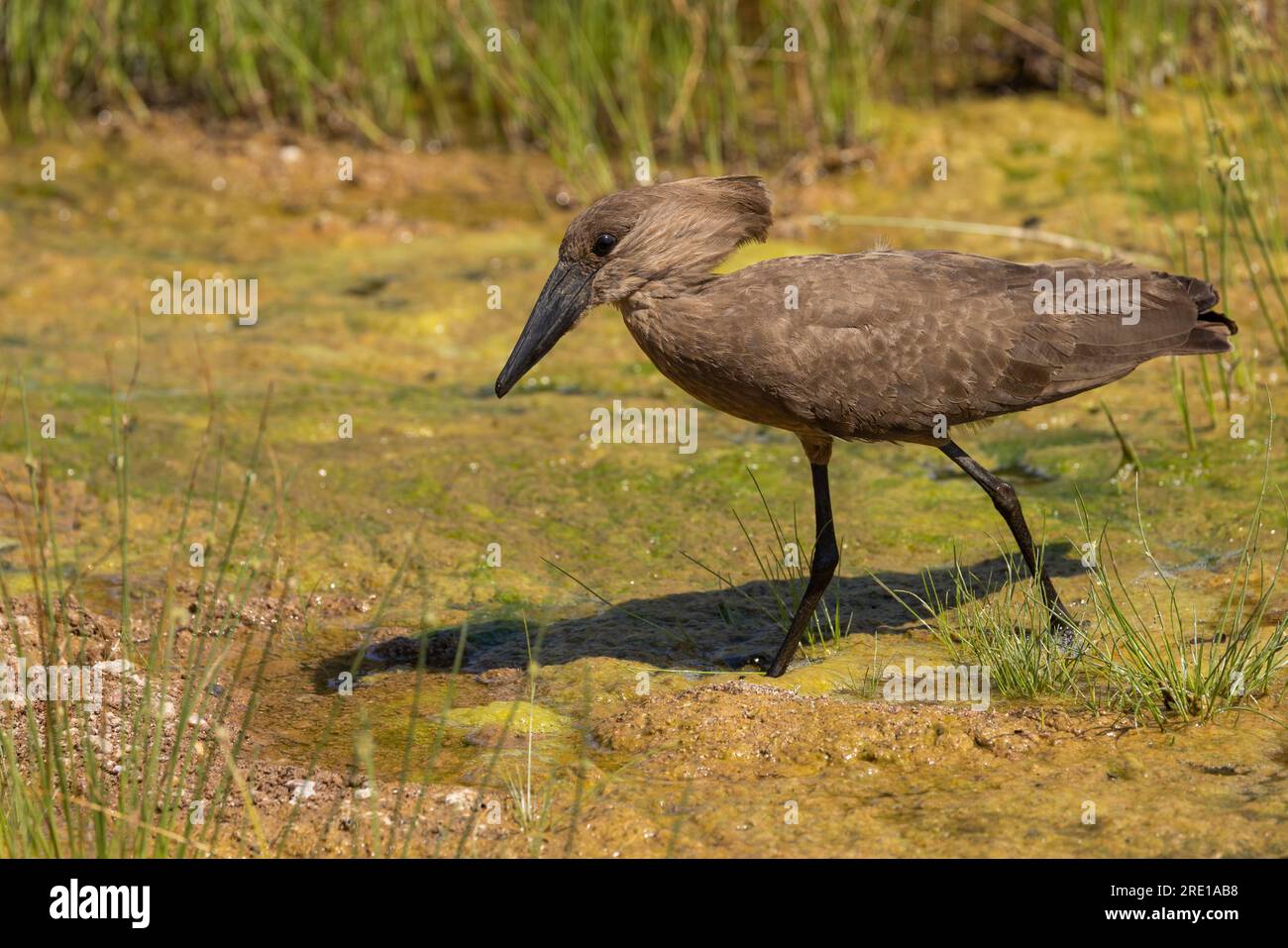 Un hamerkop che si tuffa in acque poco profonde nel Parco Nazionale di Kruger, in Sudafrica Foto Stock