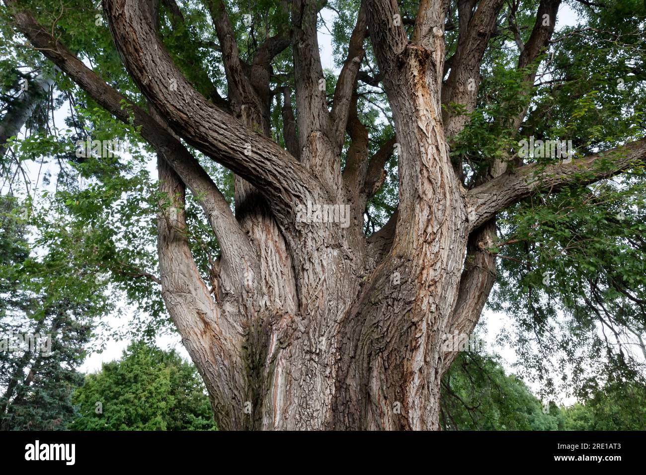 Elm 'Ulmaceae Family' vecchio albero maturo, Maryhill State Park, Columbia River Gorge, Washington. Foto Stock
