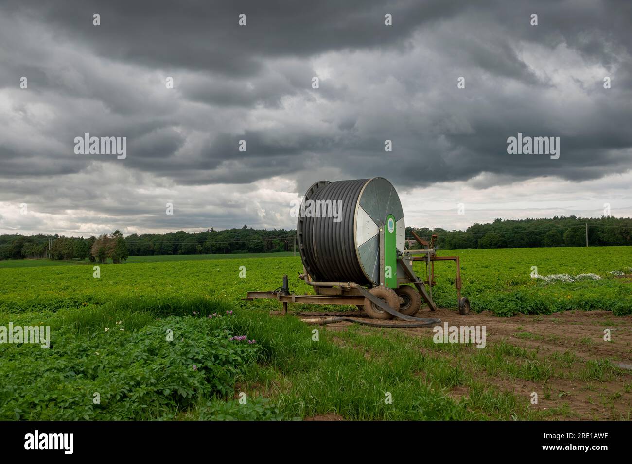 Sistema di irrigazione per irrigazione del campo tubo avvolto completamente su bobina in un campo di piante di patate con cielo scuro e minaccioso Foto Stock