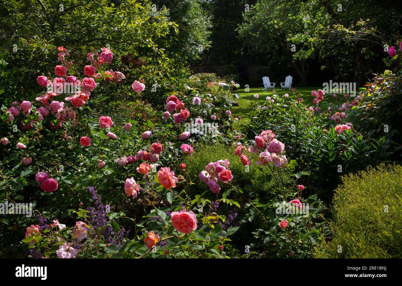 Rose Bush con vista sull'area salotto nel giardino di campagna inglese, Inghilterra Foto Stock