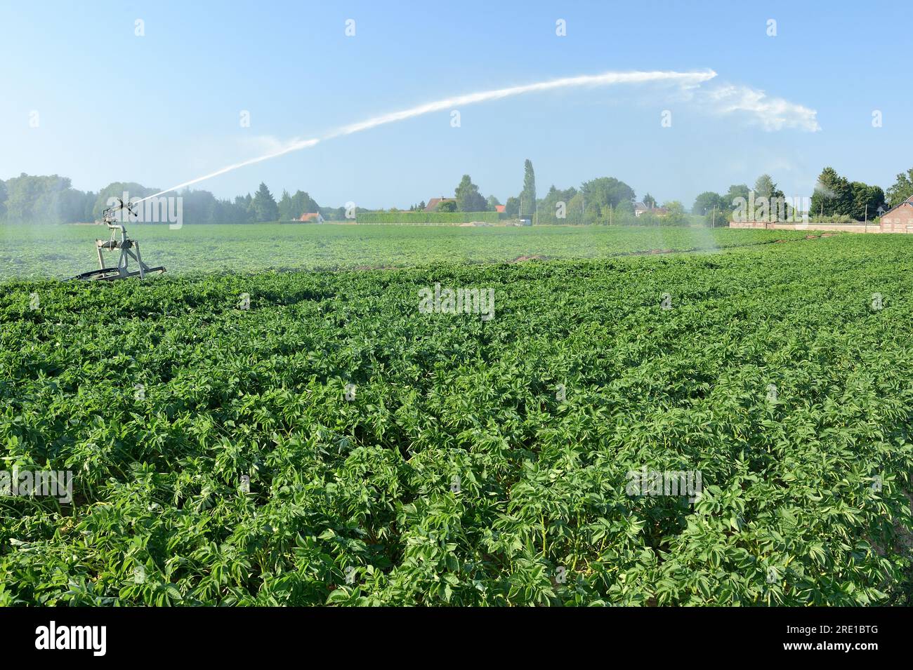 Agricoltura, coltivazione della patata: Irrigazione di un campo di patate durante un'ondata di calore e calore bruciante. Tubo di alimentazione della pistola sprinkler Foto Stock