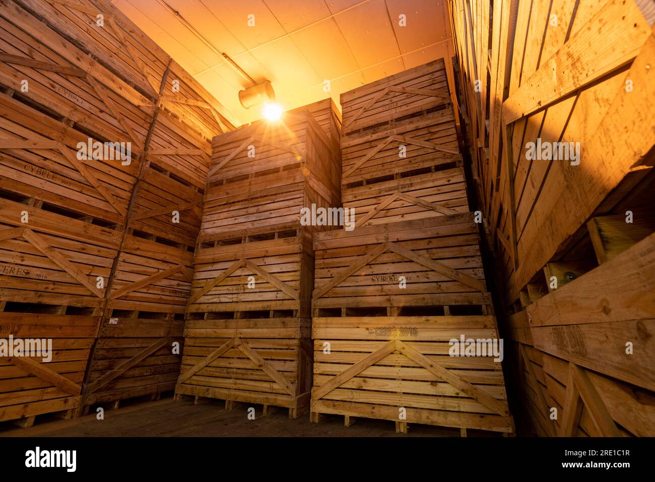 Raccolta delle patate: Patate Manitou, tubero con buccia di rosso rosato. Grandi casse di legno per il trasporto e lo stoccaggio a lungo termine delle colture di patate. Magazzino freddo Foto Stock