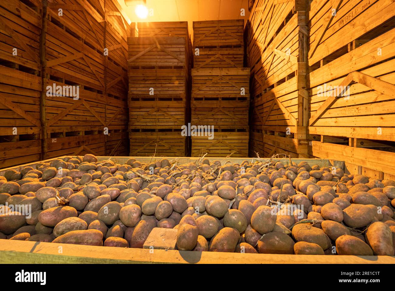 Raccolta delle patate: Patate Manitou, tubero con buccia di rosso rosato. Grandi casse di legno per il trasporto e lo stoccaggio a lungo termine delle colture di patate. Foto Stock