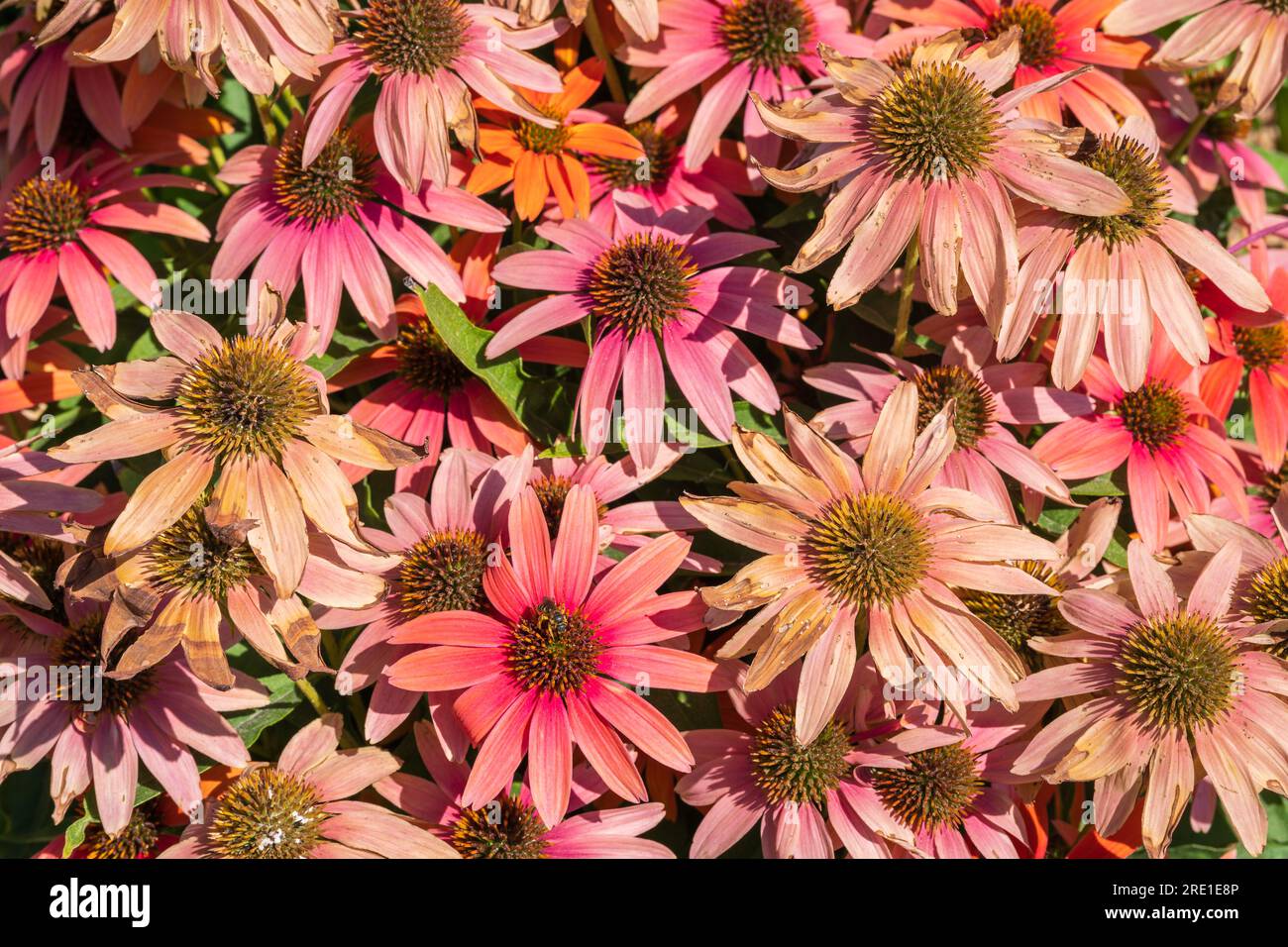 Vista ravvicinata dall'alto dei fiori rosa arancio dell'echinacea purpurea, nota anche come coneflower viola o fiore del riccio che fiorisce all'aperto alla luce del sole Foto Stock