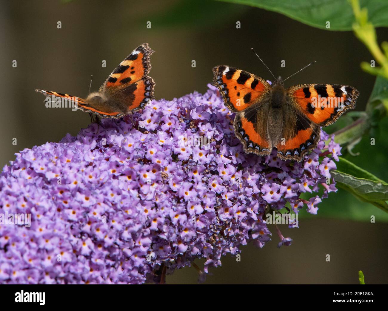 Due piccole farfalle a guscio di tartaruga su un fiore di buddleia, Chipping, Preston, Lancashire, Regno Unito Foto Stock