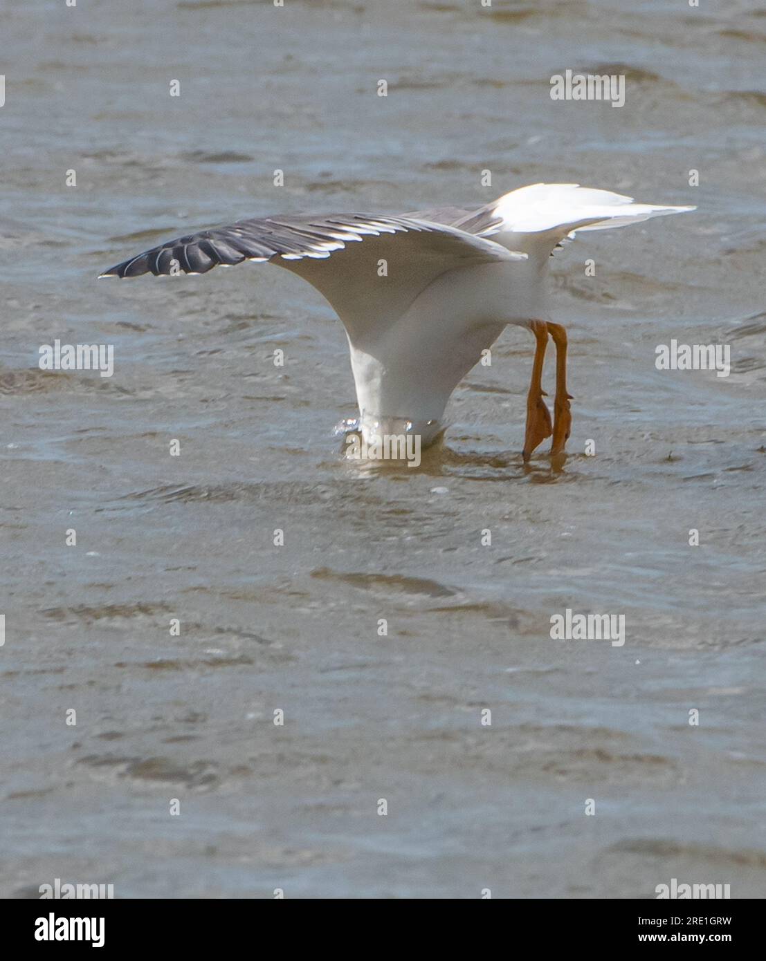 Un gabbiano dai piedi gialli che pesca nell'estuario del Kent, Arnside, Cumbria, Regno Unito Foto Stock