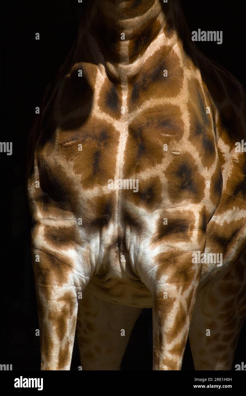 Sunlit Chest of A Rothschild's Giraffe, Giraffa camelopardalis rothschild, che mostra le distintive aree scure definite sul Pelt Foto Stock