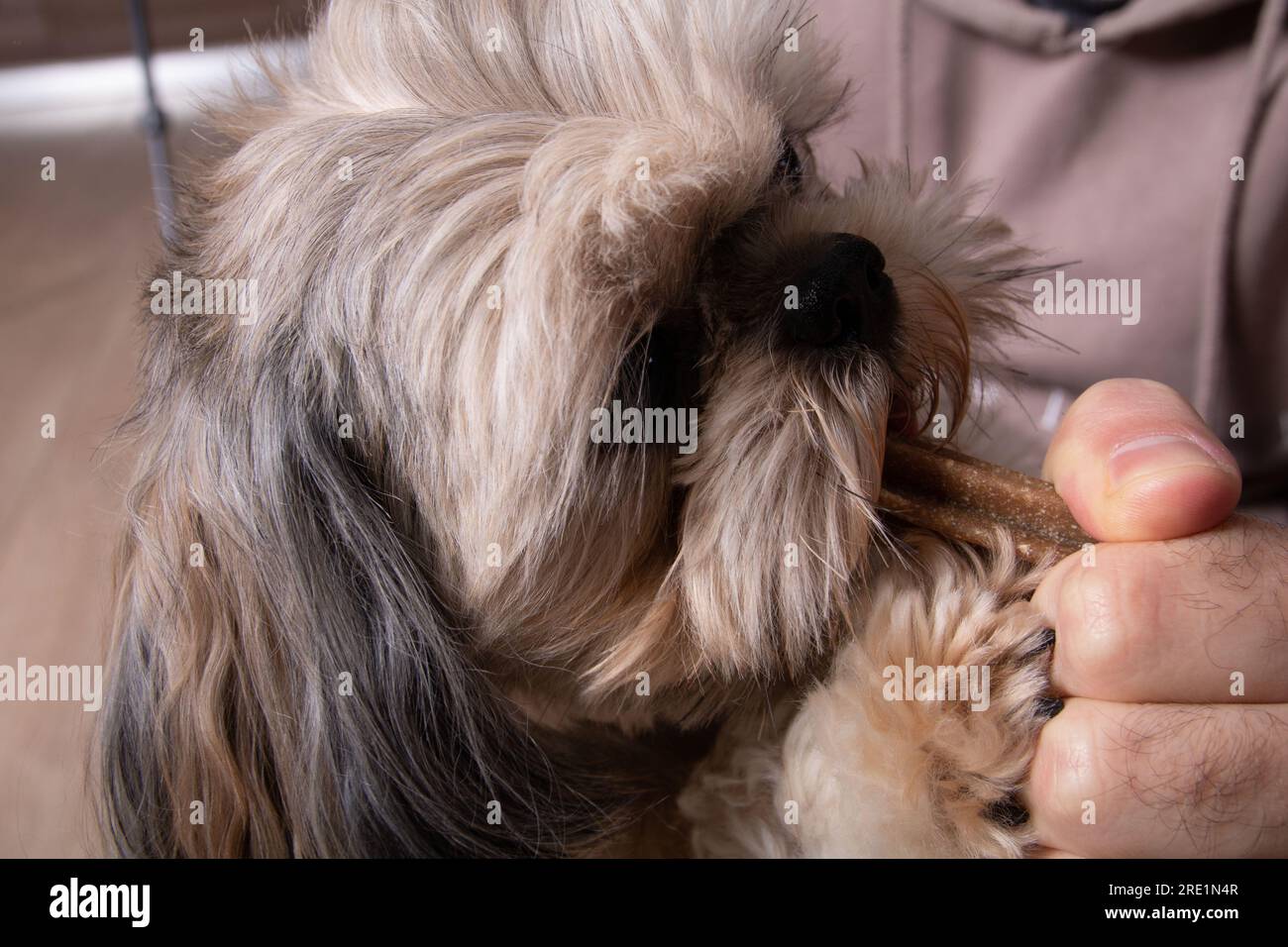 Il cane da foto Shih Tzu morde una bella vista laterale Foto Stock