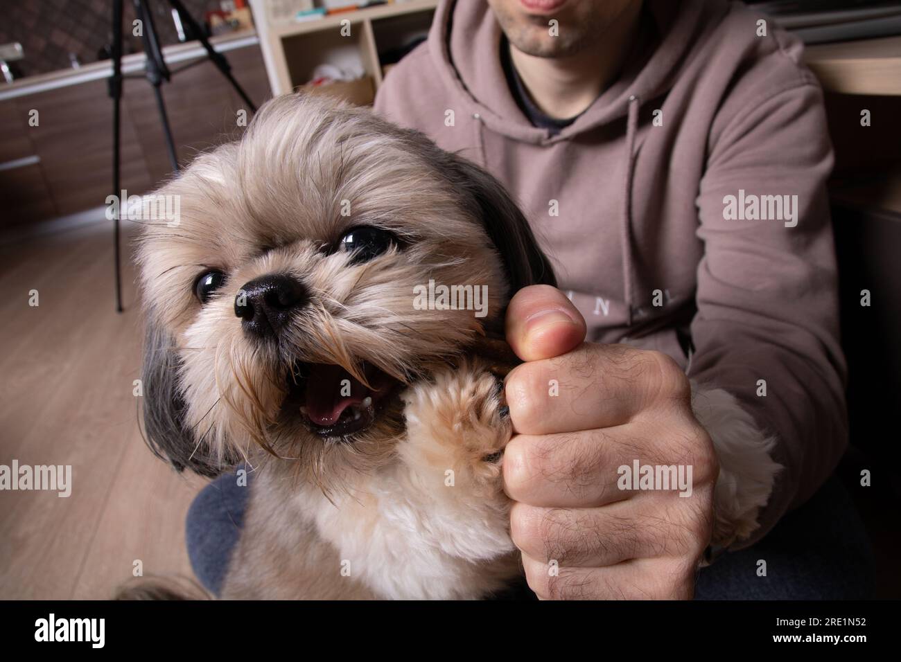 Il cane fotografico Shih Tzu morde una sorpresa e guarda la macchina fotografica seduto tra le braccia di un uomo Foto Stock