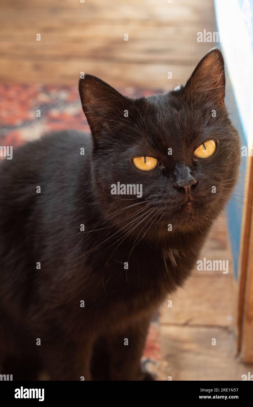 foto di un gatto nero seduto sul pavimento e che guarda la fotocamera da vicino Foto Stock