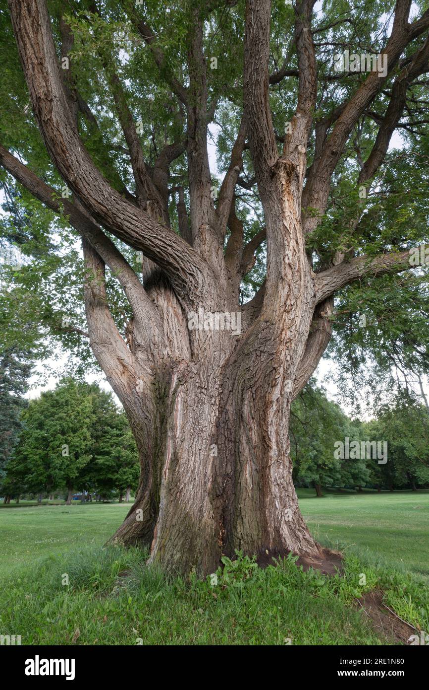 Elm 'Ulmaceae Family', vecchio albero maturo, Maryhill State Park, Columbia River Gorge, Washington. Foto Stock