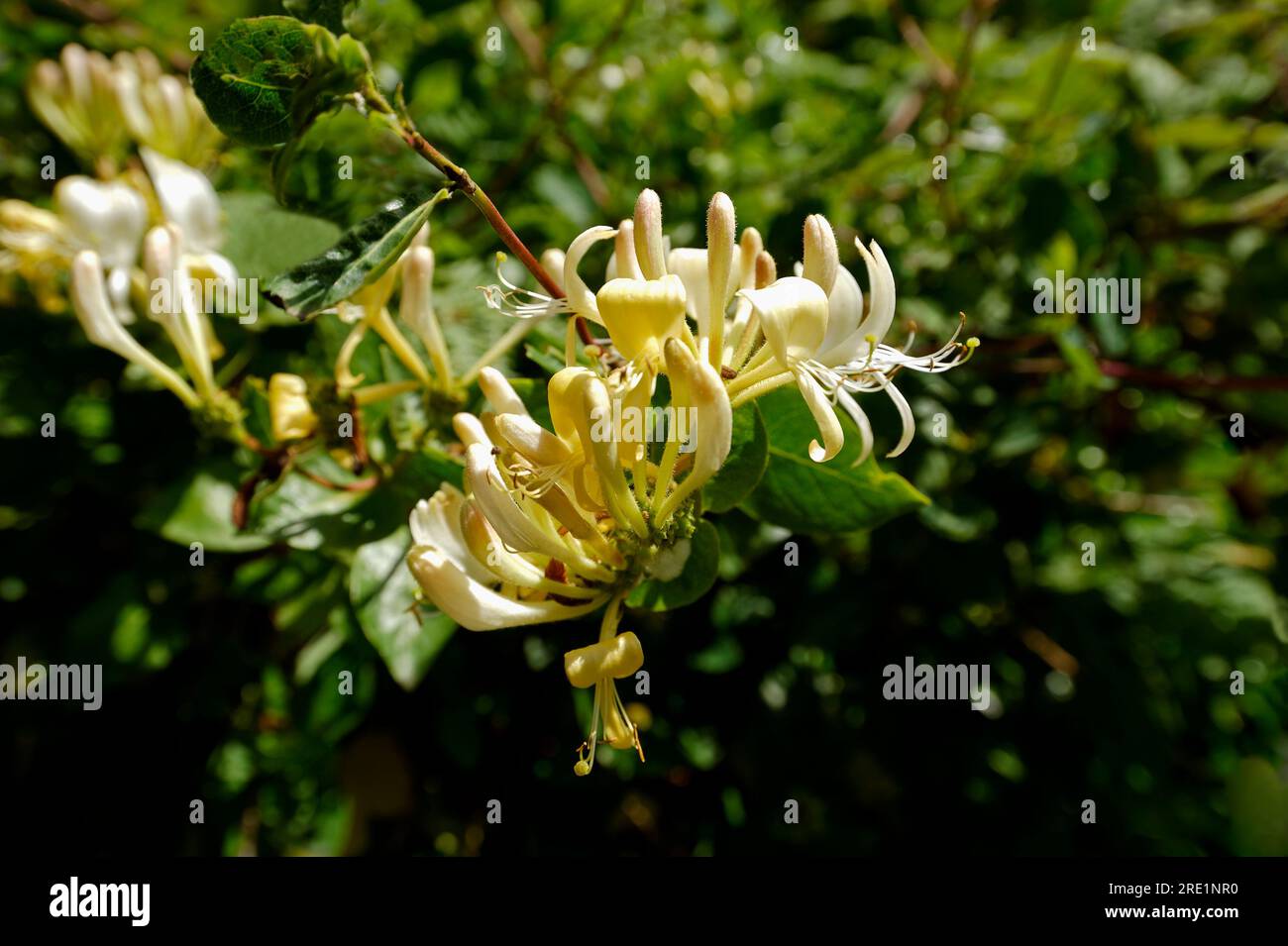 Caprifoglio Foto Stock