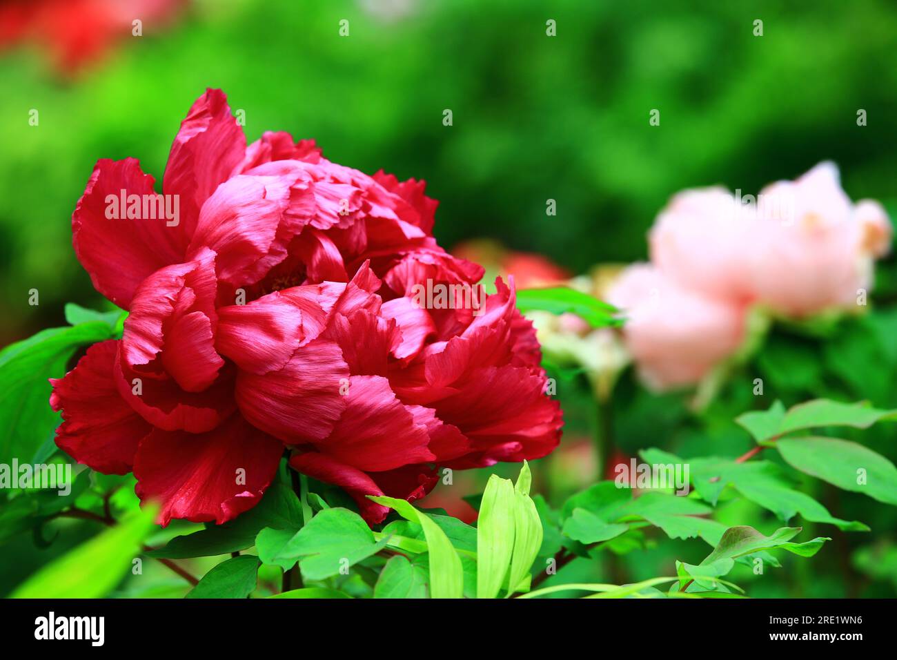 Fiore di peonia rosso fiorito con foglie verdi, primo piano del fiore di peonia rosso che fiorisce nel giardino Foto Stock
