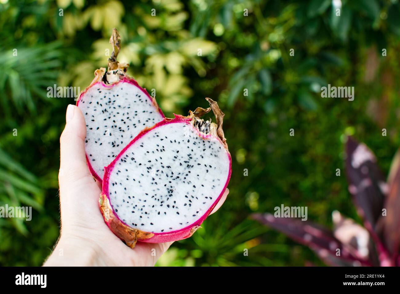 Mano che regge metà del frutto del drago su sfondo tropicale verde scuro. Pitaya Fruit Foto Stock