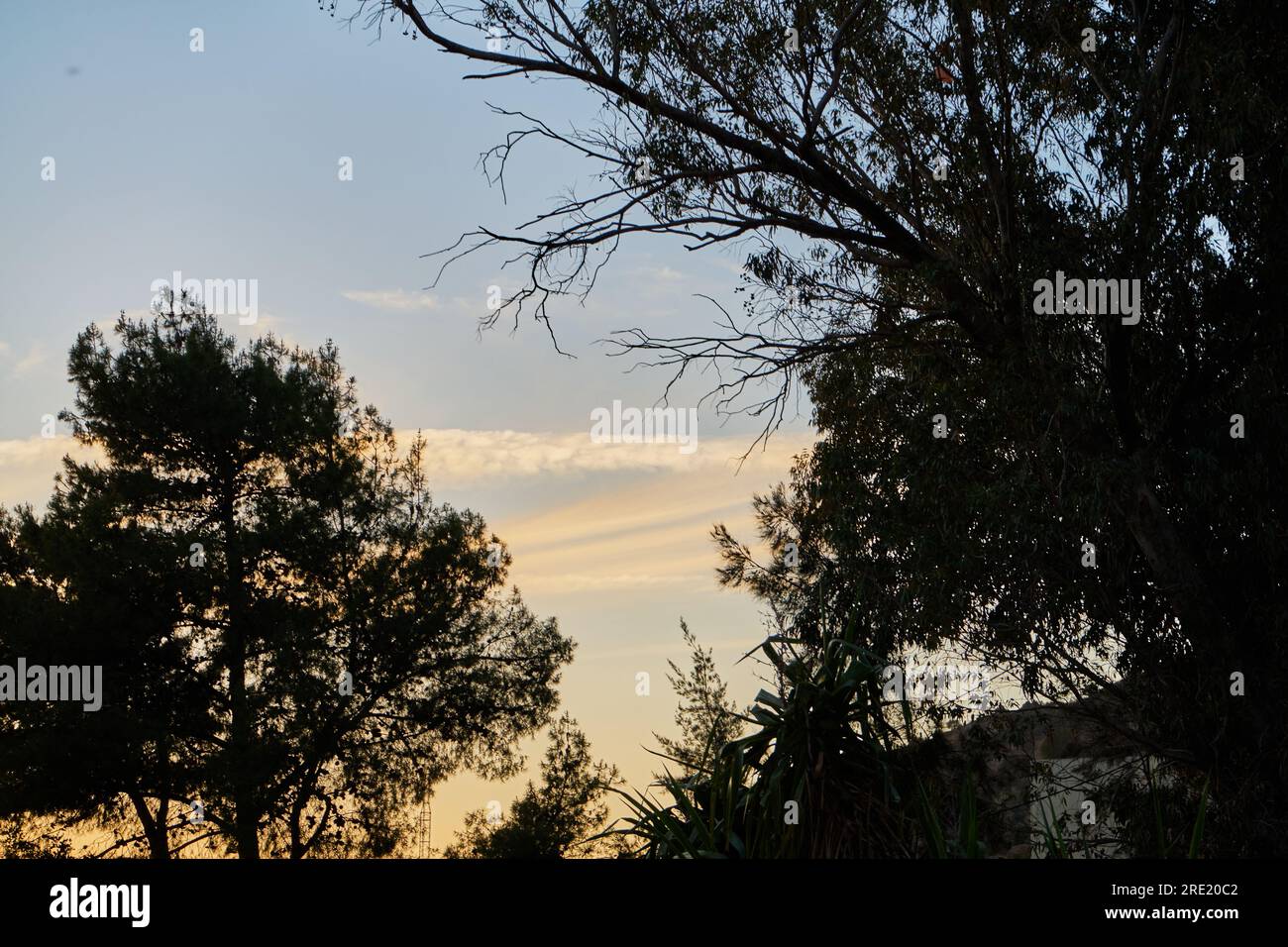 Tramonto nella foresta in Marocco Foto Stock