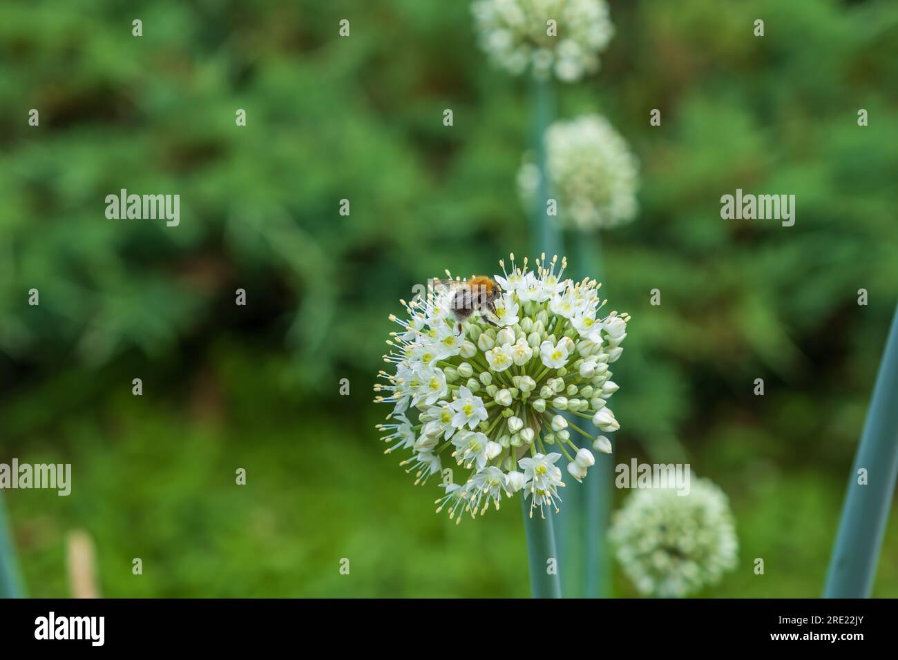 I grandi fiori bianchi dell'aglio da giardino. giardino decorativo, pianta del parco. elemento decorativo molto efficace. un'ape da miele seduta su un fiore. Foto Stock