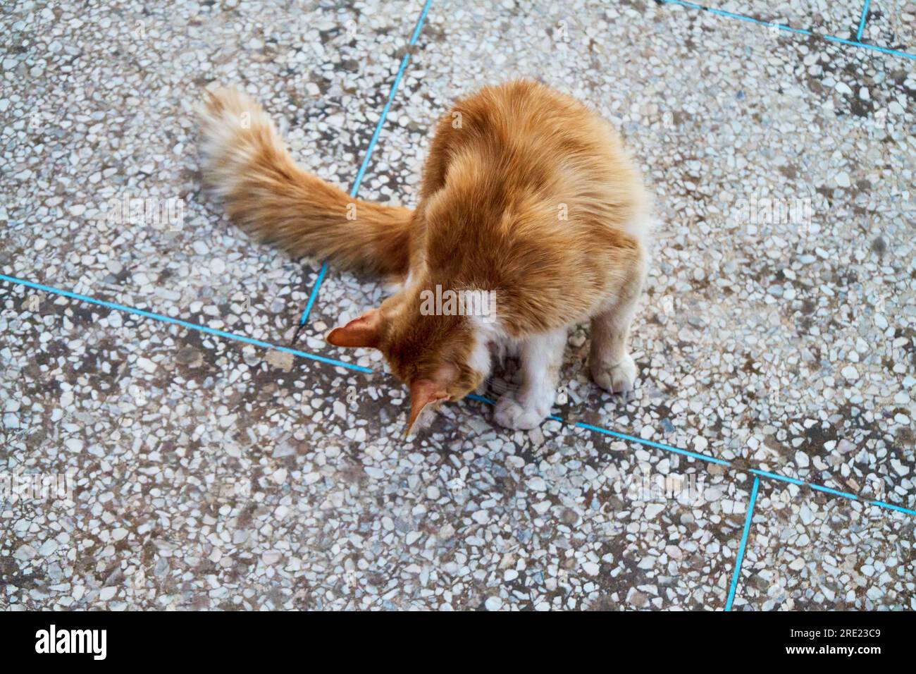 Ginger Cat sul tetto Foto Stock