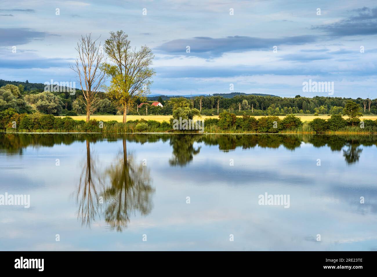 Il Danubio (Donau) nella riserva naturale Gmünder Au in Baviera in una serata estiva. Il cielo si sta riflettendo nell'acqua. Germania. Foto Stock