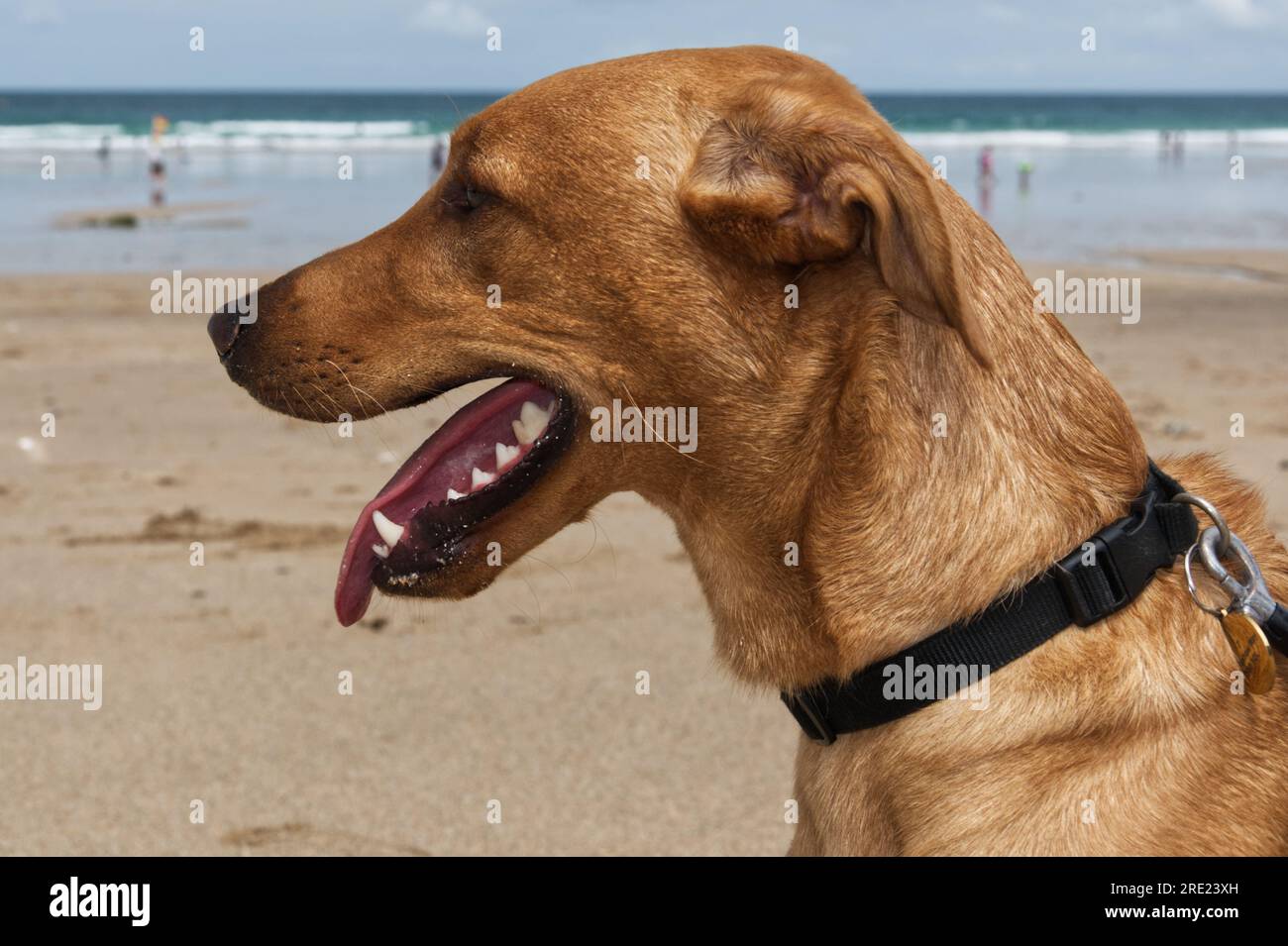 Una giovane testa di Red Fox Labrador. Foto Stock