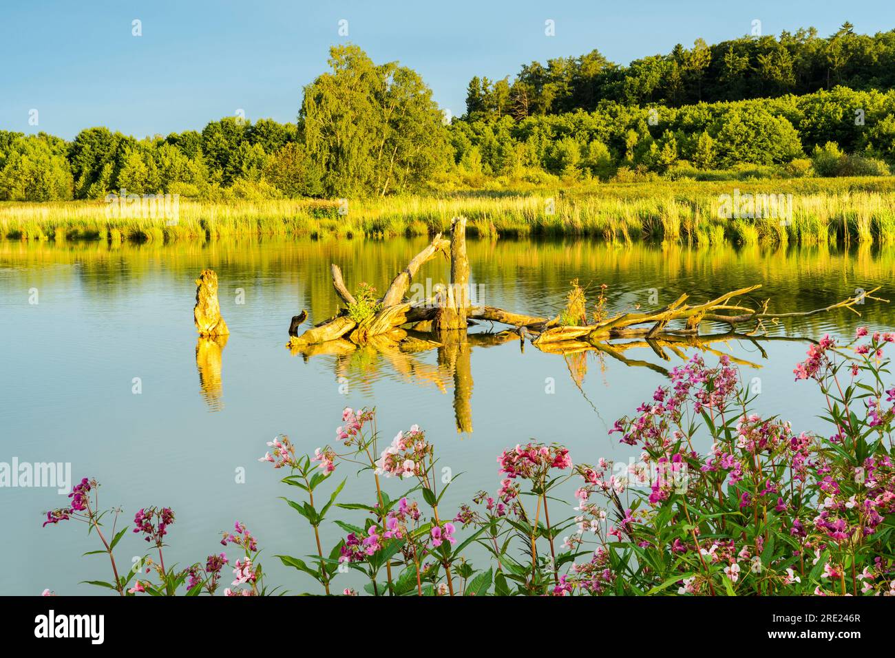 Lago Lettenweiher nella riserva naturale Regentalaue con l'Himalaya Balsam (Impatiens glandulifera) di fronte. Baviera, Germania. Foto Stock