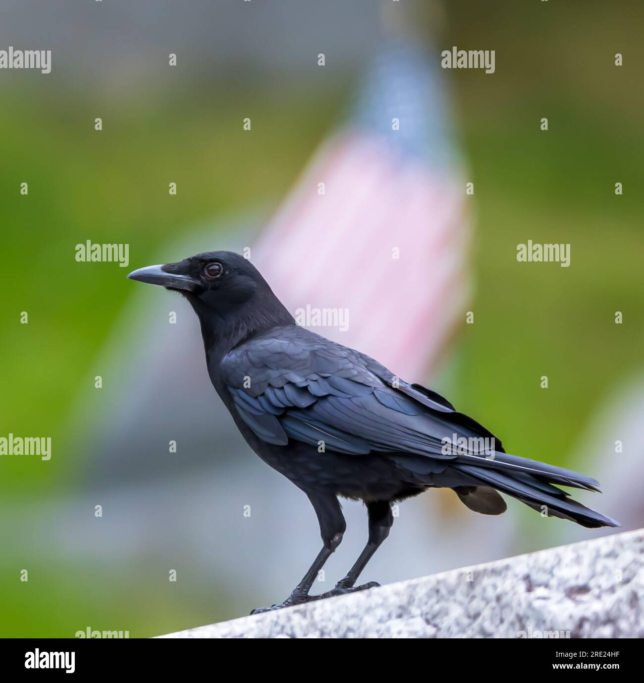 Un corvo americano su un muro in un cimitero con uno sfondo sfocato che include una bandiera americana in una soleggiata giornata estiva Foto Stock