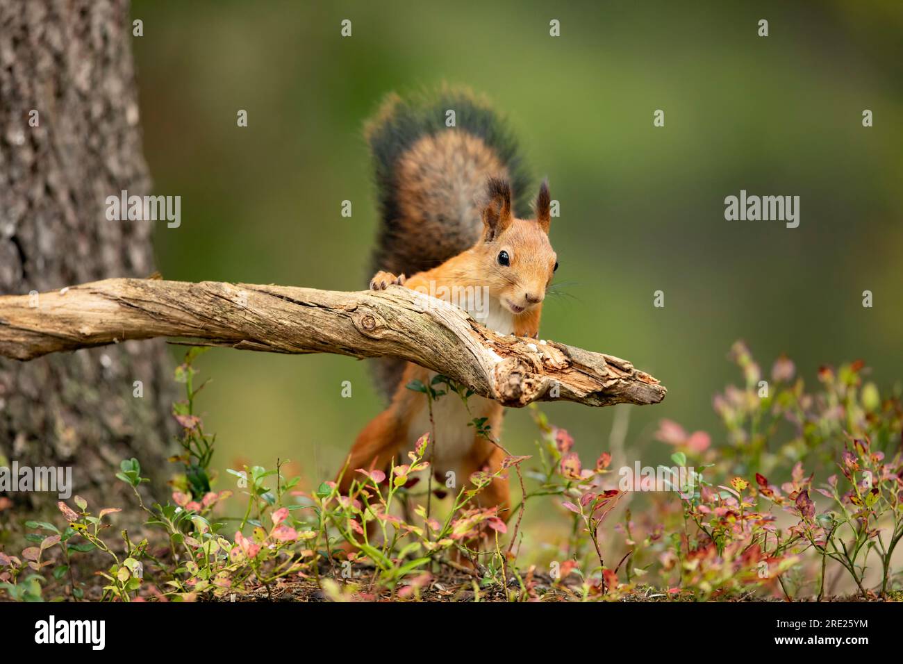Simpatico scoiattolo rosso con lunghe orecchie appuntite che si nutrono nella scena autunnale con una bella foresta decidua sullo sfondo. Fauna selvatica finlandese. Foto Stock