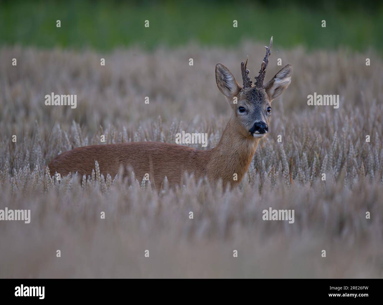 Roe Deer Capreolus capreolus Buck camminando attraverso la vegetazione e il raccolto nella fattoria di Noth Norfolk, Regno Unito Foto Stock
