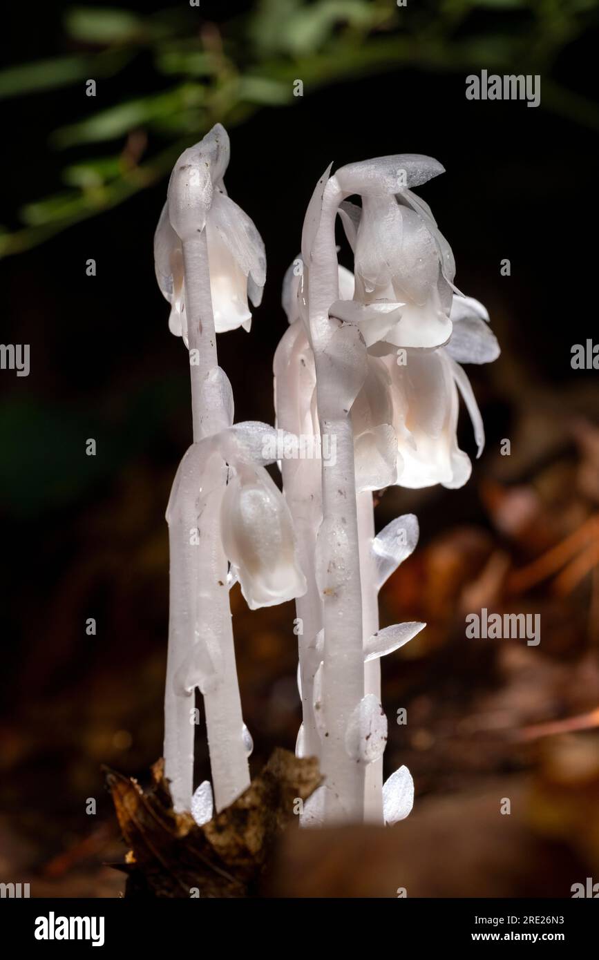 Indian condotto o impianto fantasma (Monotropa uniflora) - Brevard, North Carolina, Stati Uniti Foto Stock