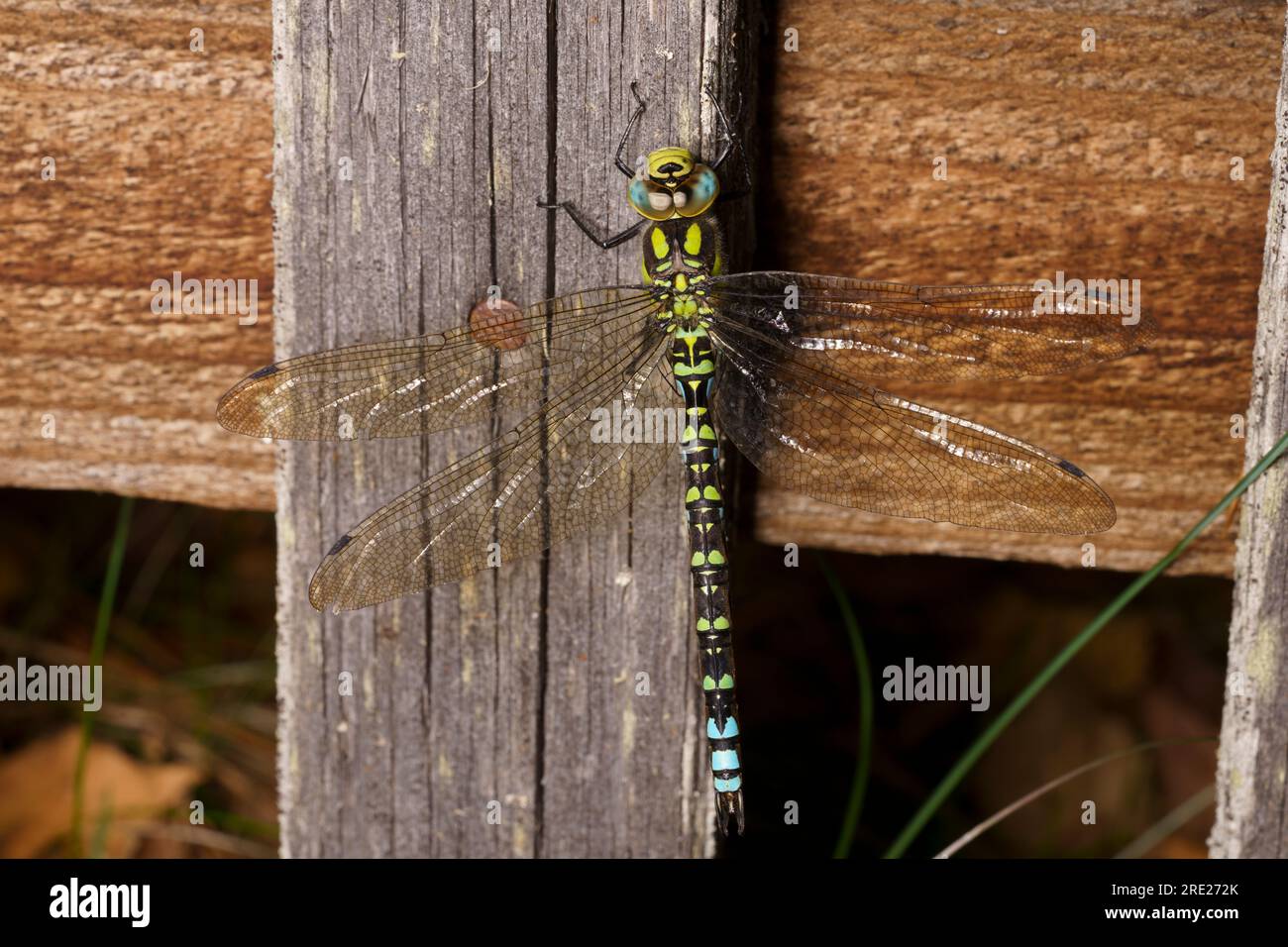Aeshna cyanea falco meridionale falco blu libellula natura selvaggia carta da parati di insetti Foto Stock