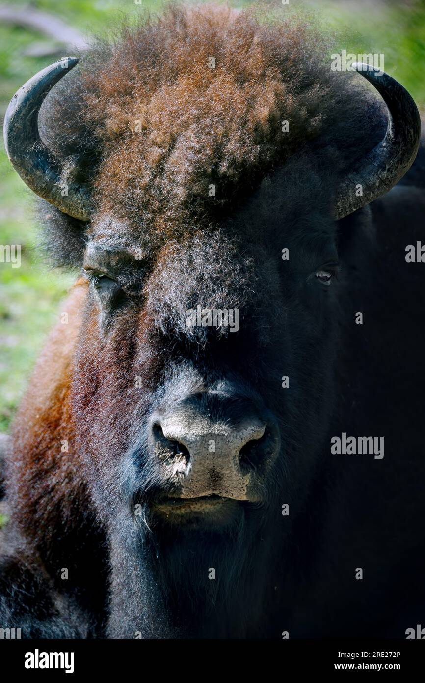 Un bisonte americano, o bufalo, si trova nell'erba dello zoo di Lincoln Park a Manitowoc, Wisconsin. Foto Stock