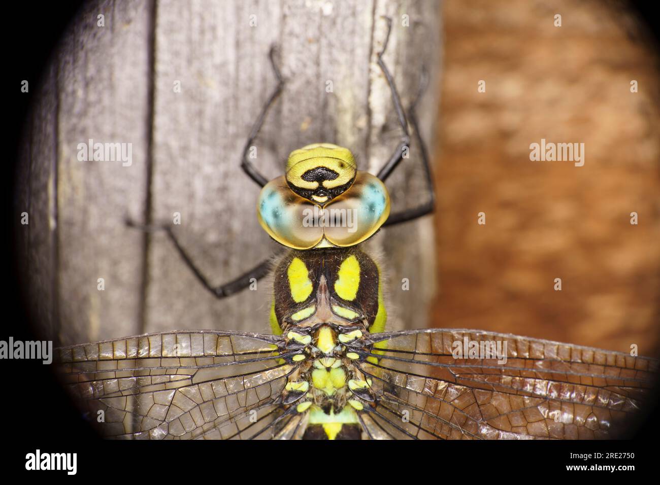 Aeshna cyanea falco meridionale falco blu libellula natura selvaggia carta da parati di insetti Foto Stock