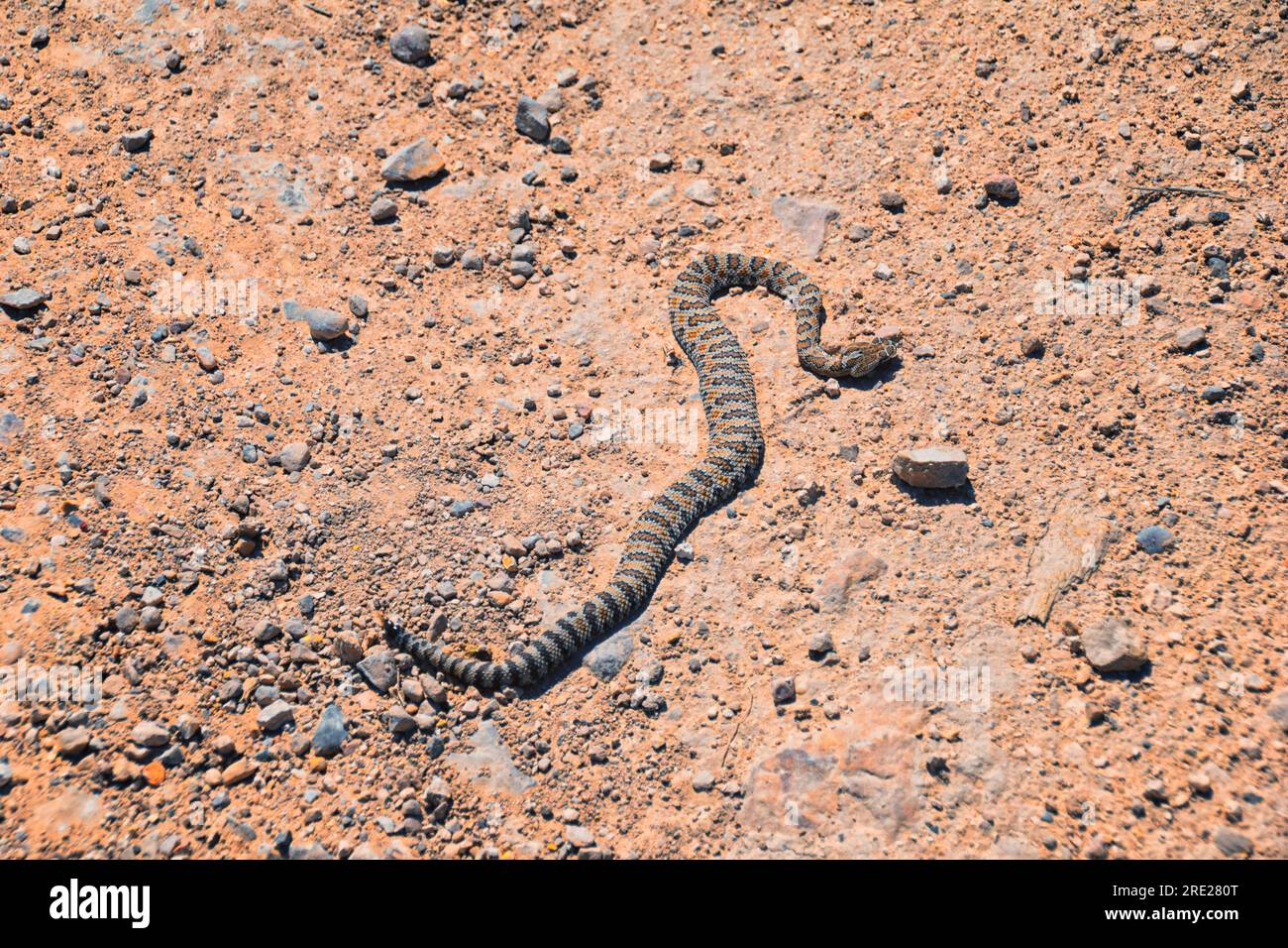 Rattlesnake Great Basin o Midget Faded, Crotalus lutosus o Concolor, morto sulla strada lungo il sentiero escursionistico del West Lake Mountain Peak. Baby, fossa tossica velenosa Foto Stock