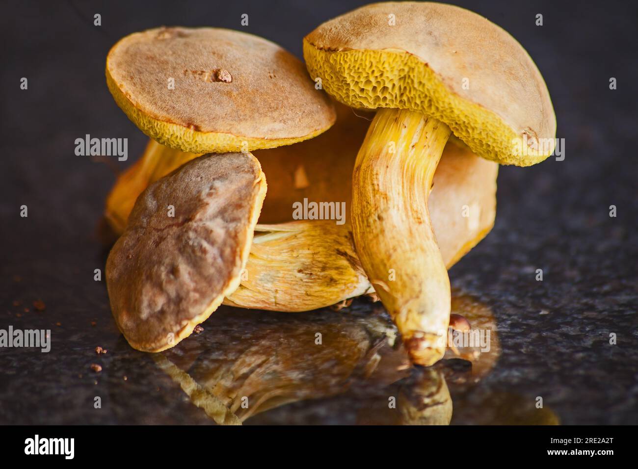 Funghi Boletus edulis 15362 Foto Stock