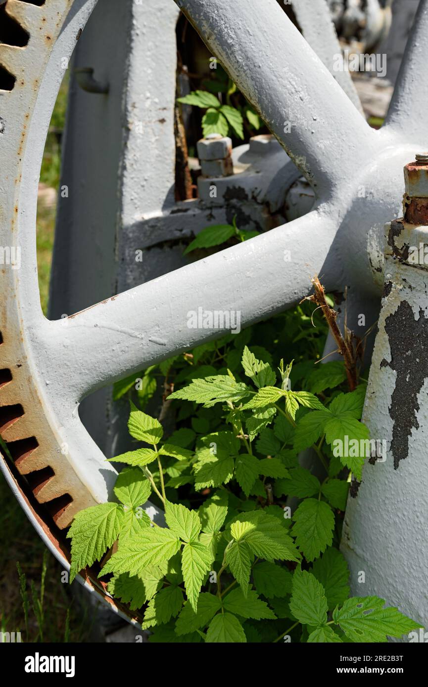 Ruota dentata e erbacce - vecchie attrezzature minerarie Foto Stock