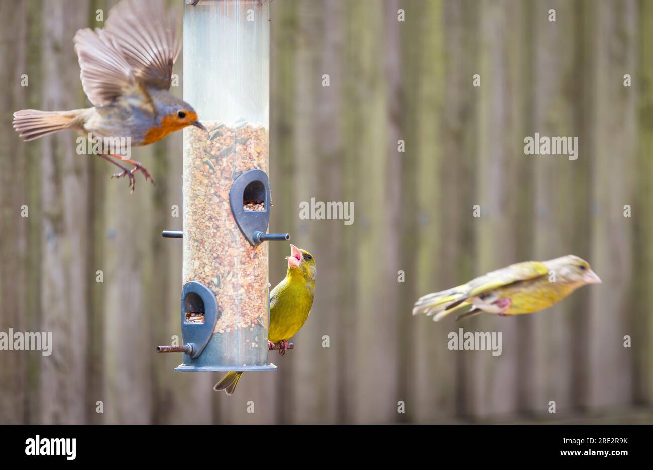 Robin e verdeggianti su un alimentatore di uccelli in un giardino britannico, Regno Unito. Robin mostra un tipico comportamento territoriale aggressivo. Foto Stock