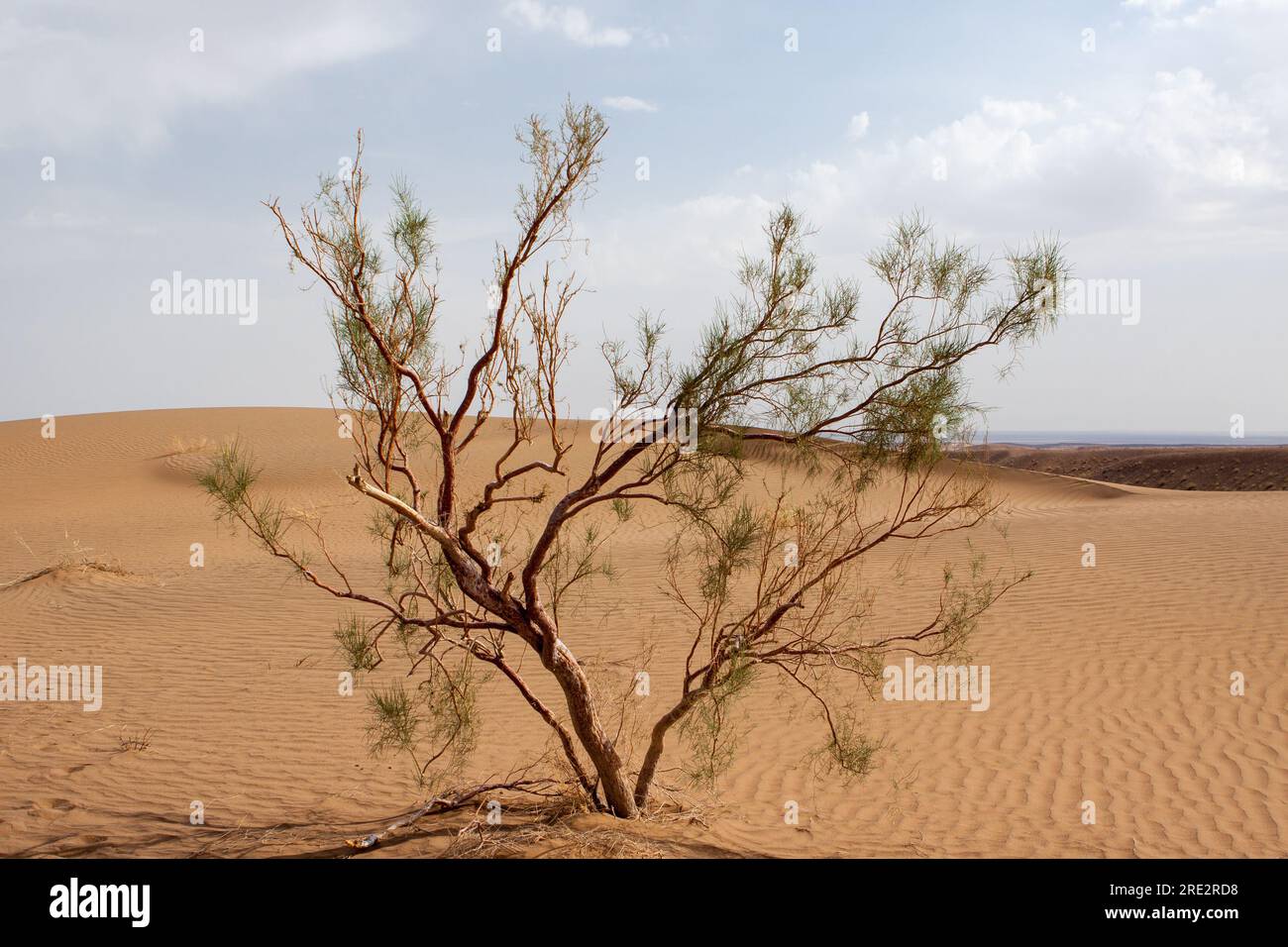 Singolo albero tamarix nel deserto di Dasht-e Kavir, Iran. Foto Stock