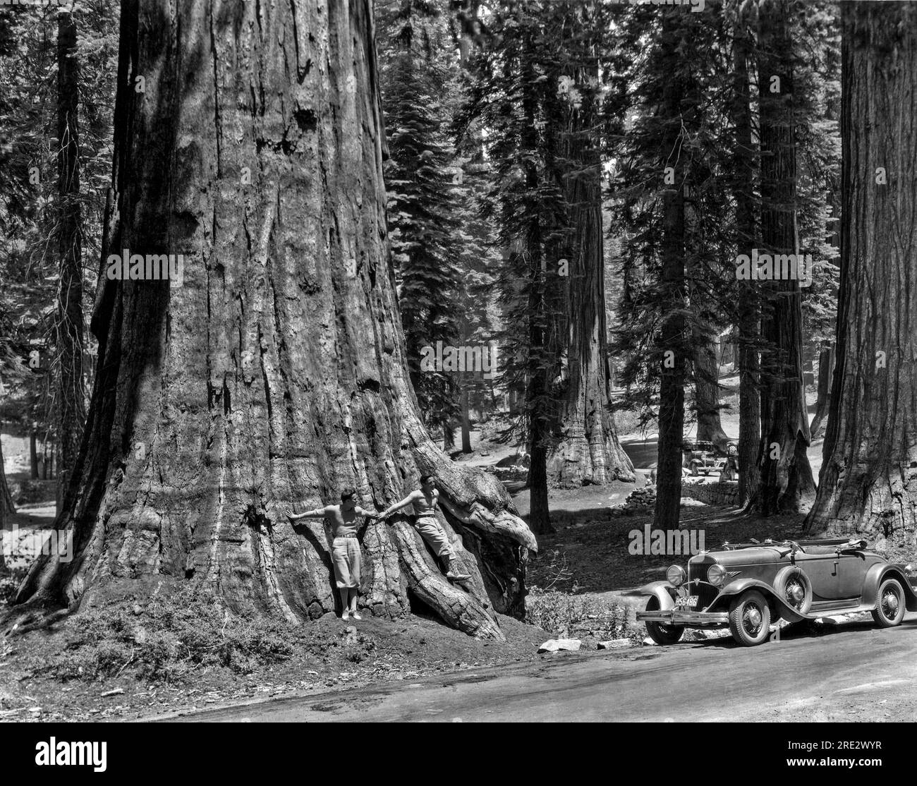 Yosemite National Park, California: 1931 circa. Due uomini si appoggiano a un albero di sequoia nelle montagne della Sierra in California. La Chrysler 77 cabriolet 1930 è parcheggiata di lato. Foto Stock