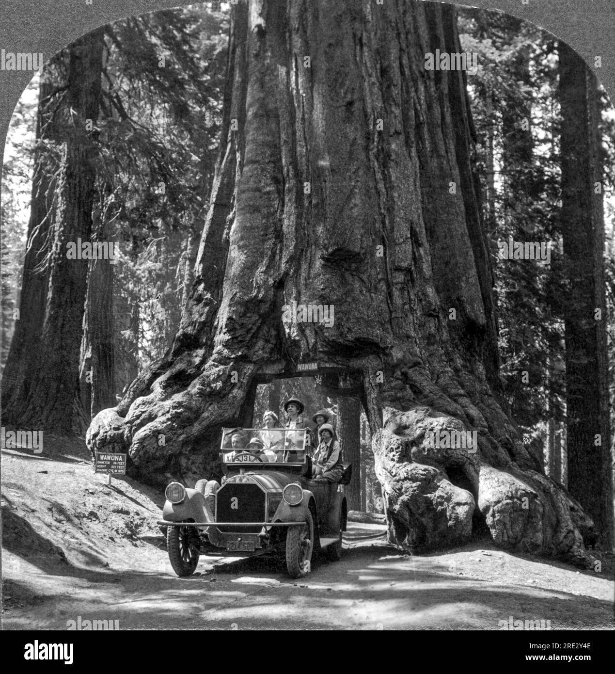 Yosemite National Park, California: 1915 circa. Il gigantesco albero di sequoia "Wawona" nel Parco Nazionale di Yosemite. Il tunnel è stato tagliato attraverso una cicatrice antincendio esistente nel 1875. L'albero aveva un diametro di 28 piedi. Cadde nel 1969 sotto un carico di neve stimato di due tonnellate sulla sua corona. Si pensava avesse 2.300 anni. Foto Stock