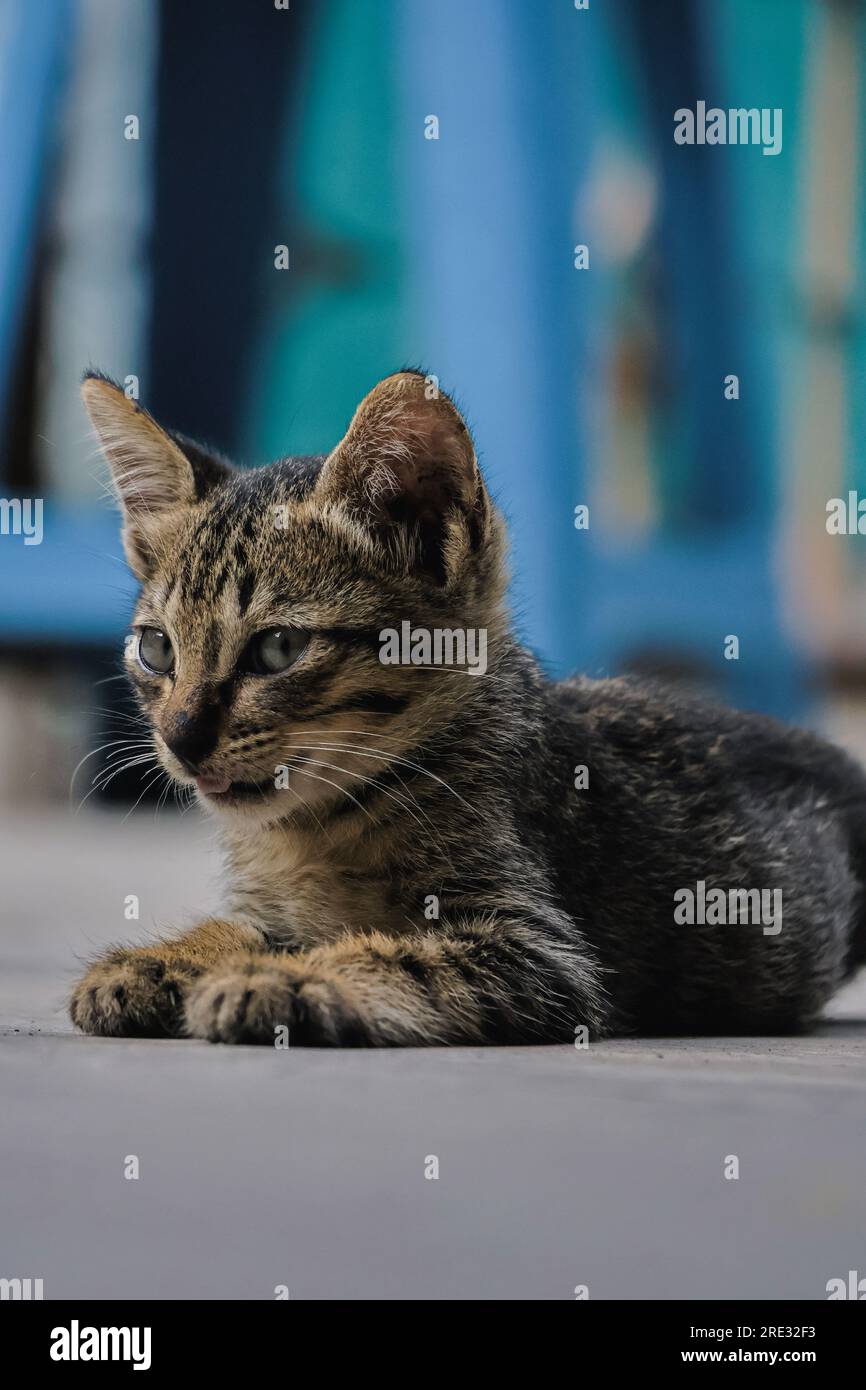 Gatto domestico tabby nero che riposa mentre mostra la sua pungiglione Foto Stock