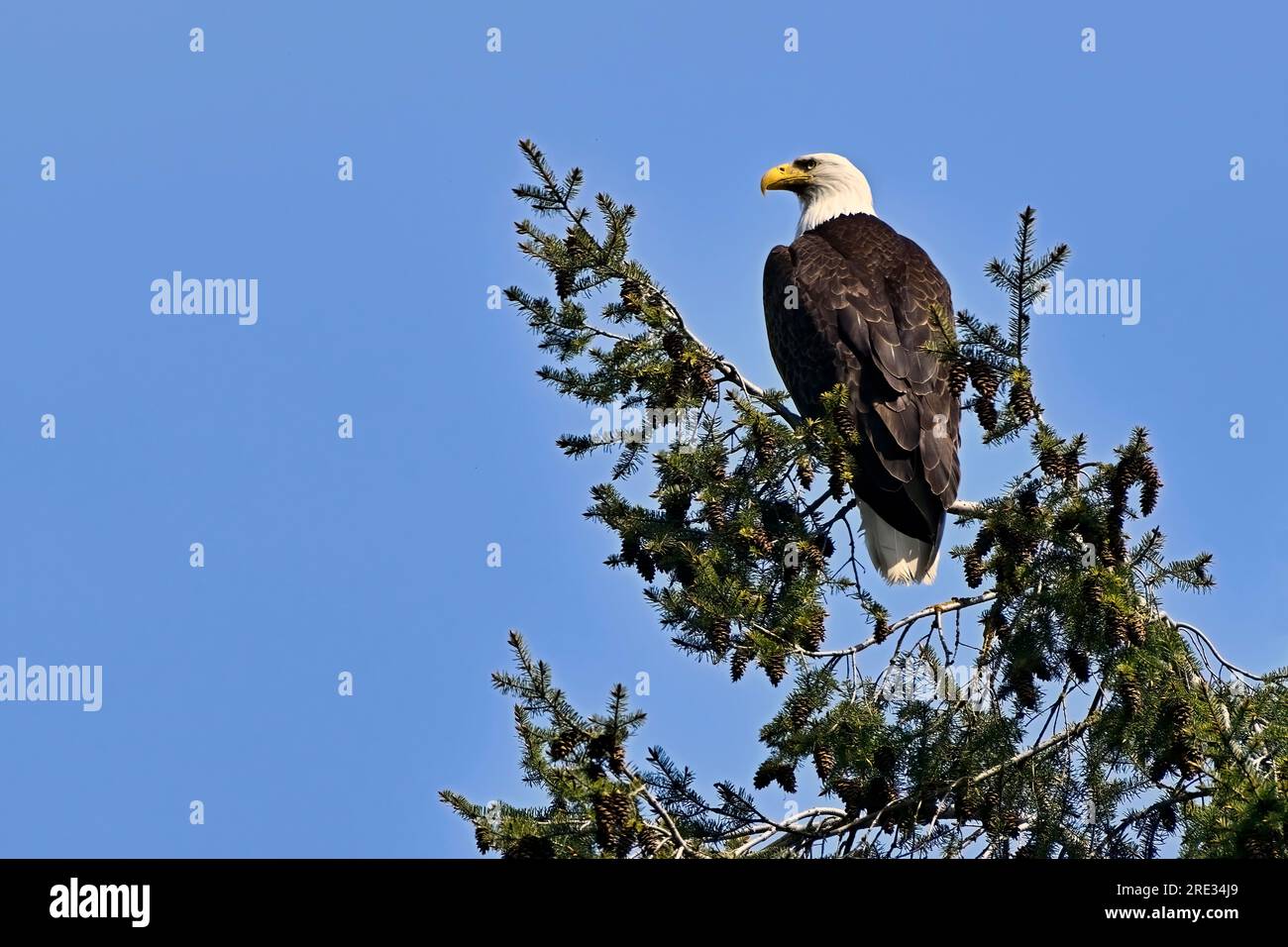 Haliaeetus leucocephalus, un'aquila calva matura, arroccata sulla cima di un albero sempreverde contro un cielo blu Foto Stock
