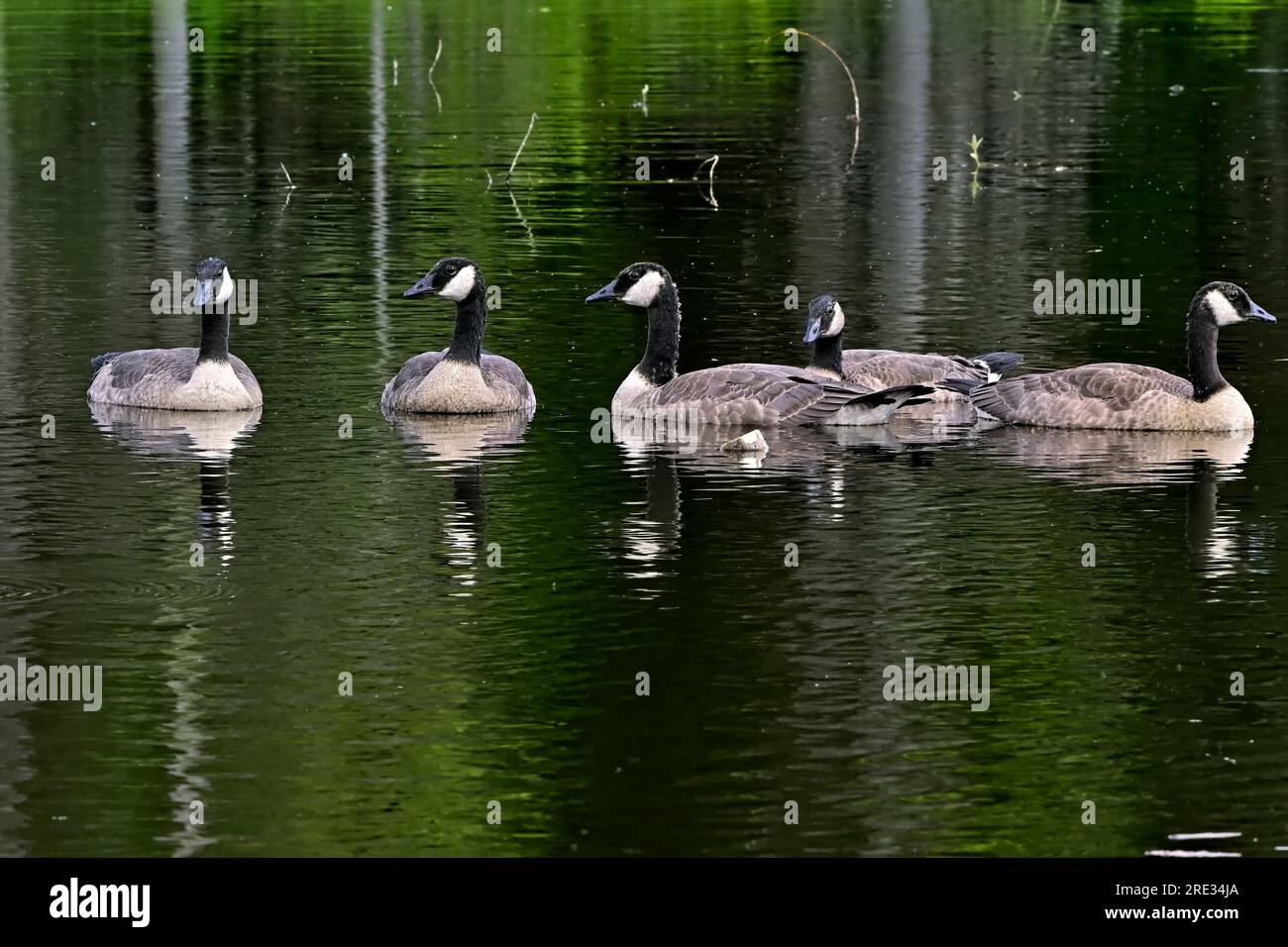 Famiglia Canada Goose (Branta canadensis); nuoto in una diga di castori nella rurale Alberta Canada Foto Stock