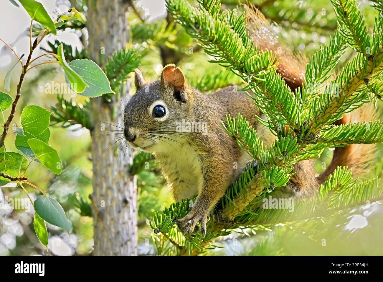 Uno scoiattolo rosso " Tamiasciurus hudsonicus", nascosto in un piccolo abete rosso nel suo habitat boschivo Foto Stock