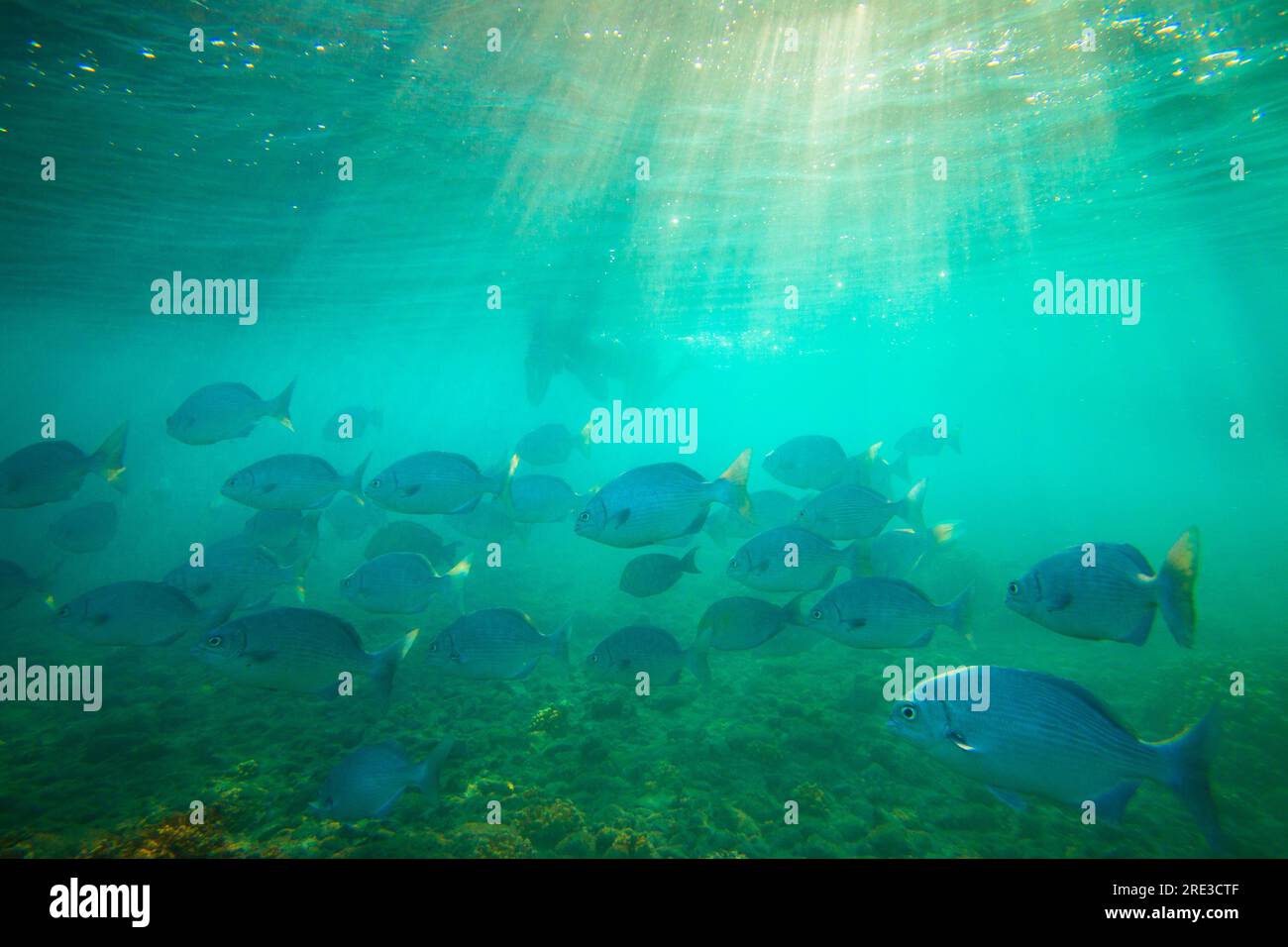 Branco di pesci che nuotano nel mare nel parco nazionale dell'isola di Coiba, oceano Pacifico, provincia di Veraguas, Repubblica di Panama, America centrale. Foto Stock
