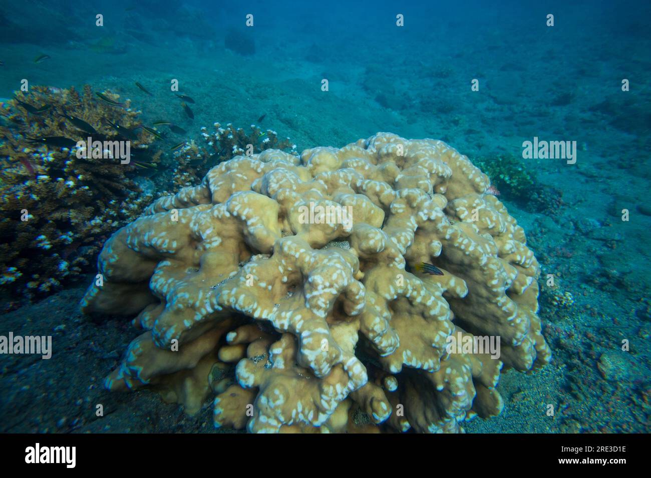 Fotografia subacquea di un corallo nel parco nazionale dell'isola di Coiba, costa del Pacifico, provincia di Veraguas, Repubblica di Panama, America centrale. Foto Stock