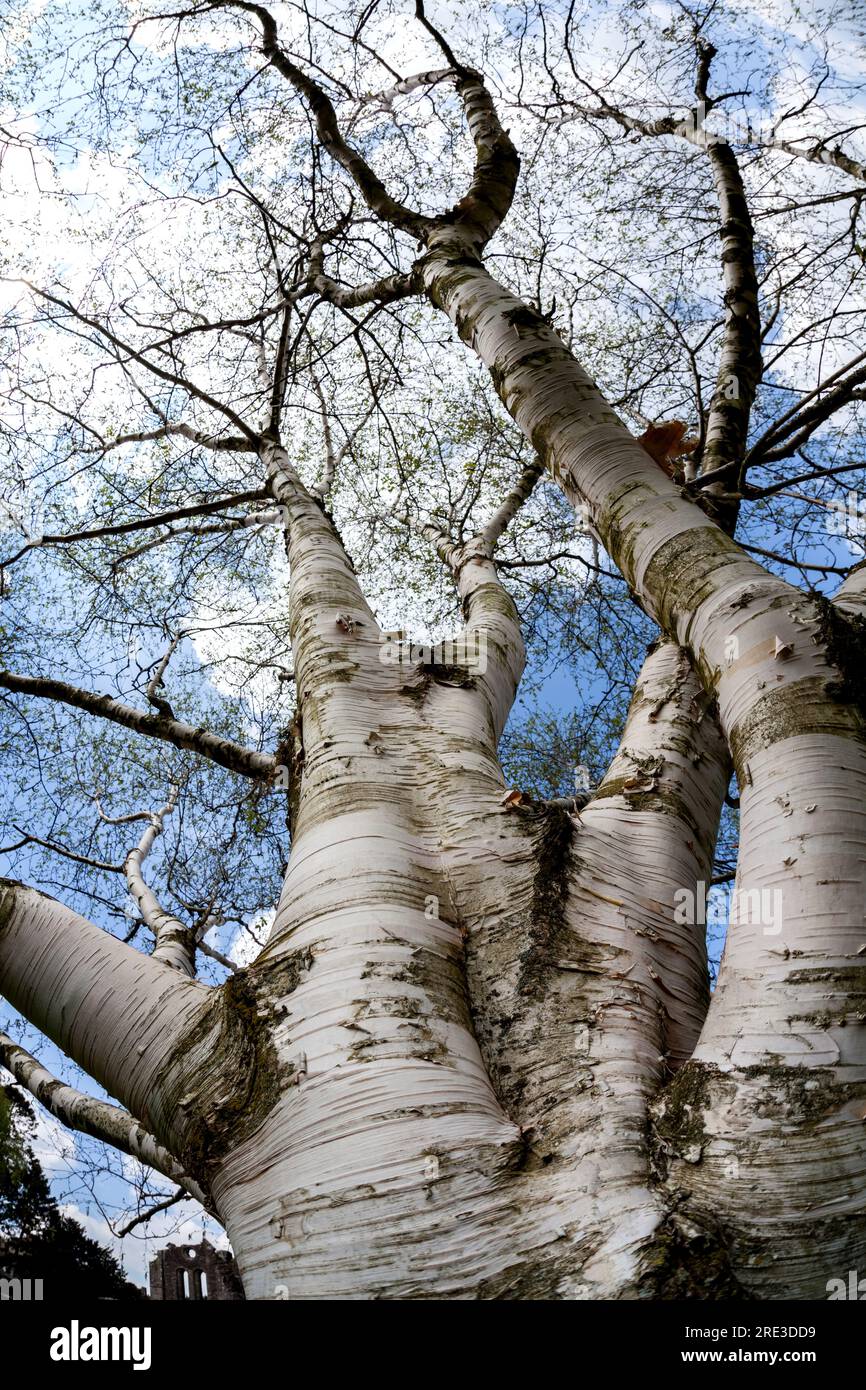 Obiettivo fisheye girato guardando in alto attraverso l' albero di betulla di carta [ Betula papyrifera ] Foto Stock