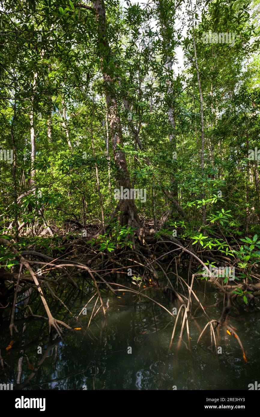 Fitta foresta di mangrovie nel parco nazionale dell'isola di Coiba, costa del Pacifico, provincia di Veraguas, Repubblica di Panama, America centrale. Foto Stock
