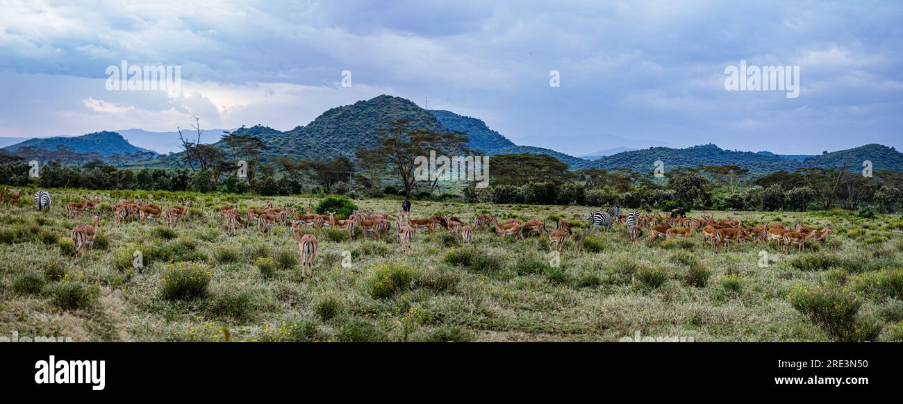 La riserva nazionale di Maasai Mara è un'area di savana preservata nel Kenya sudoccidentale, lungo il confine con la Tanzania. Tra i suoi animali vi sono i leoni, Foto Stock