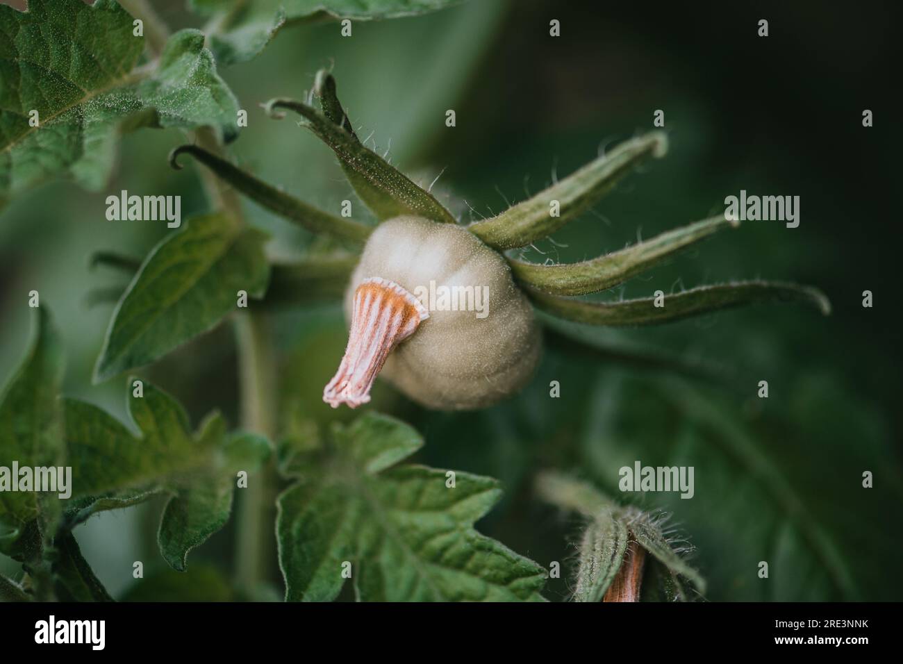 Piccolo pomodoro che cresce su una pianta in un giardino in estate Foto Stock