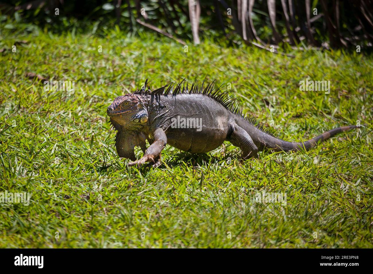 Iguana Nera, Ctenosaura similis, vicino alla stazione ranger di ANAM nel parco nazionale dell'isola di Coiba, provincia del Veraguas, costa del Pacifico, Repubblica di Panama. Foto Stock