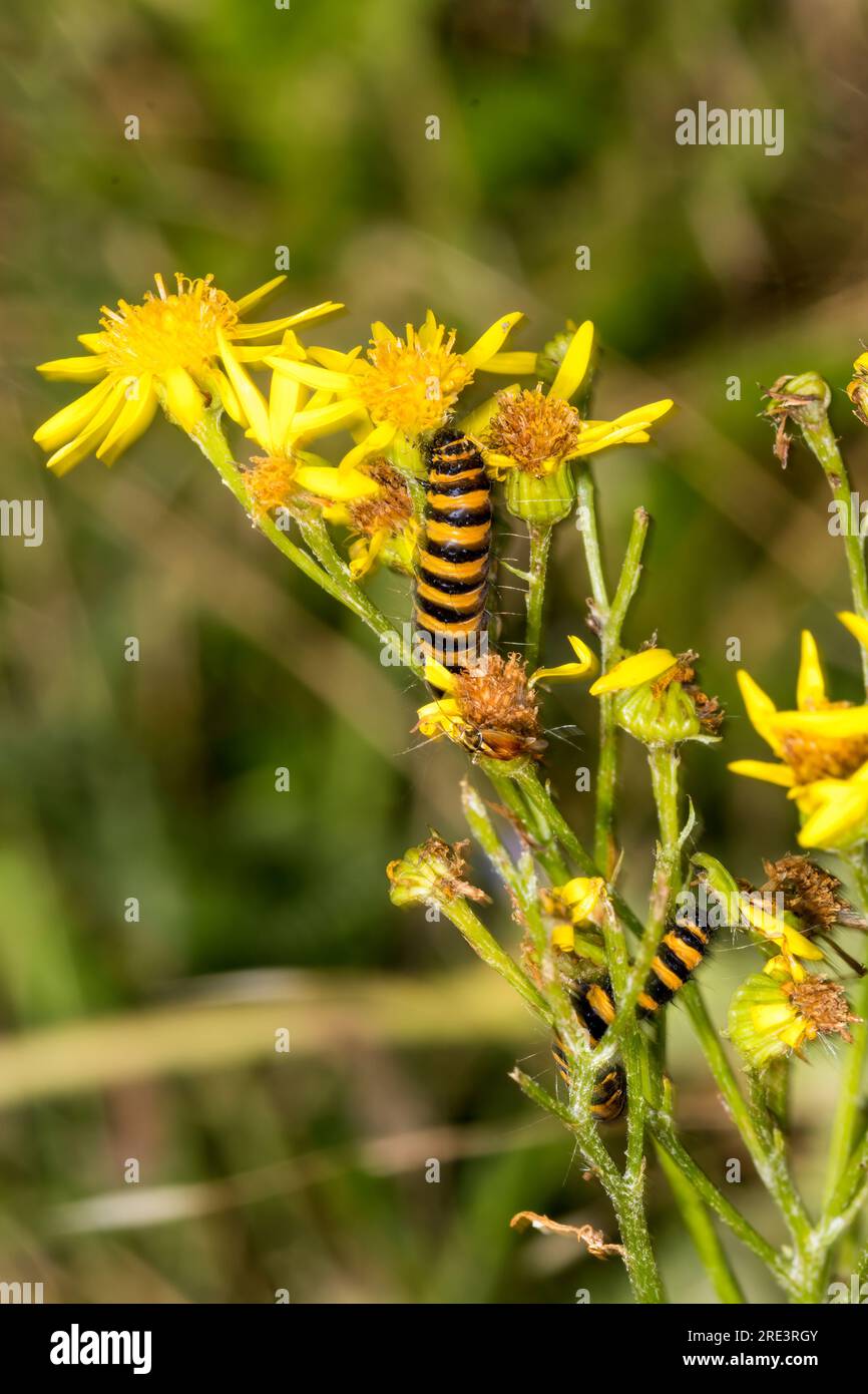 cinnabar Moth caterpillar, Tyria jacobaeae, su ragwort Plant, Jacobaea vulgaris. Foto Stock